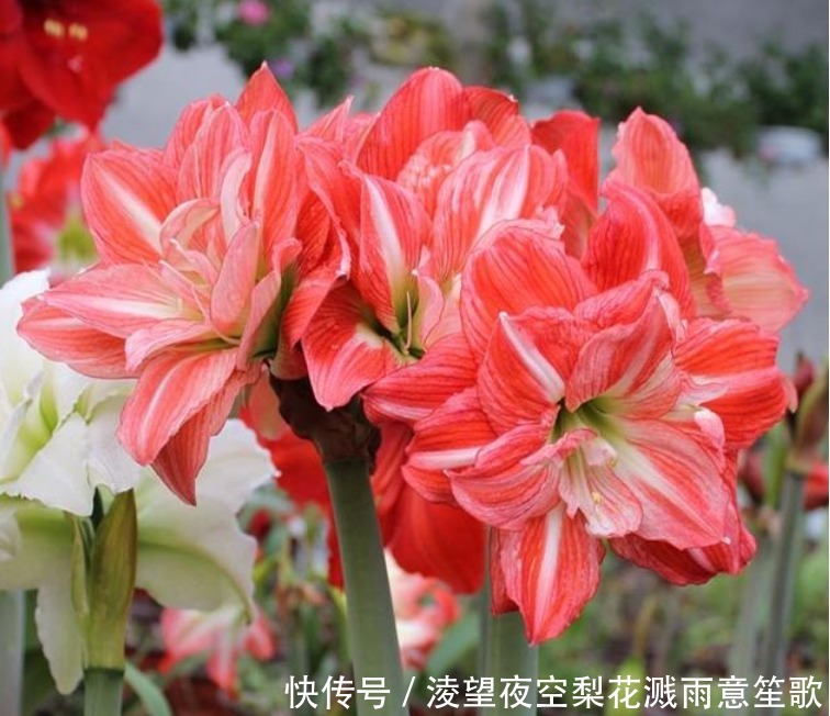 漂亮|“4种花”随便一养就爆盆,开花多、长期长,漂亮又好养!