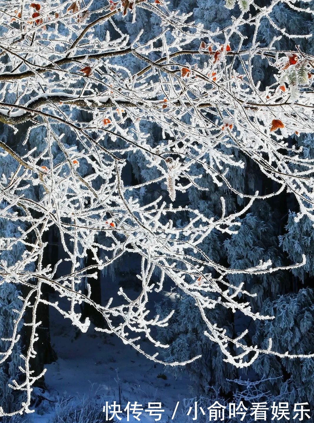 雪景|遂昌大美雪景图！让你一次看个够