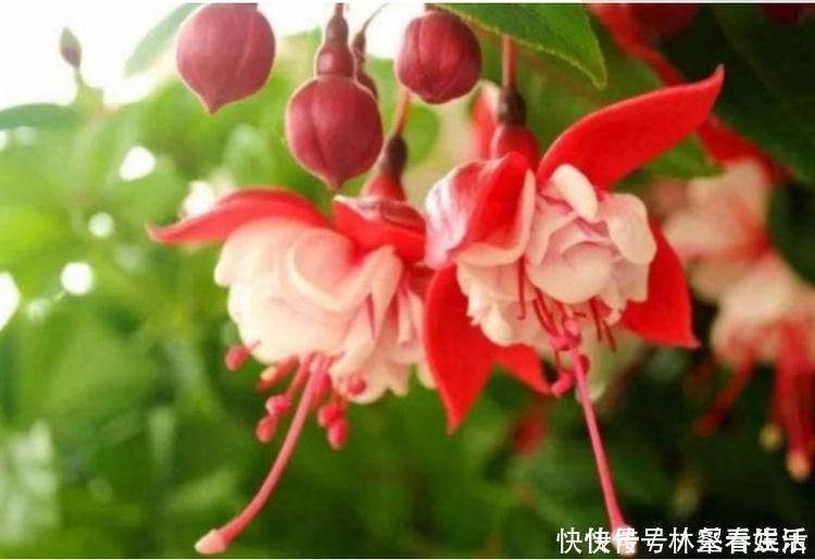 草花|家养“4种花”，招财、旺宅好兆头，好养又漂亮，天天有花赏