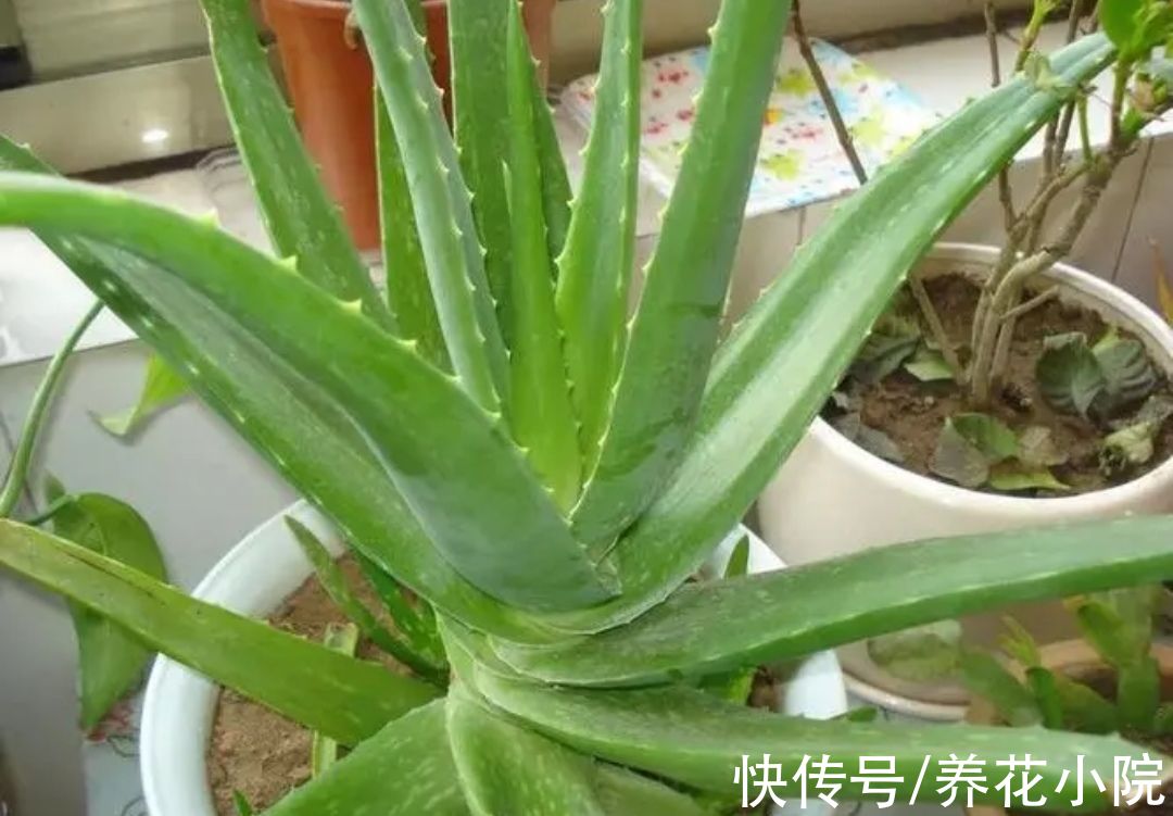 多肉植物|天冷6种花要“穷养”，少水少肥有利过冬，春天长得旺