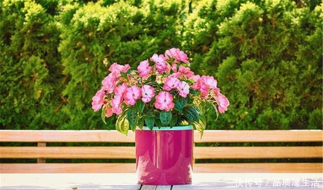 养花顺口溜,6个“无”字理解透彻,养花不用愁!