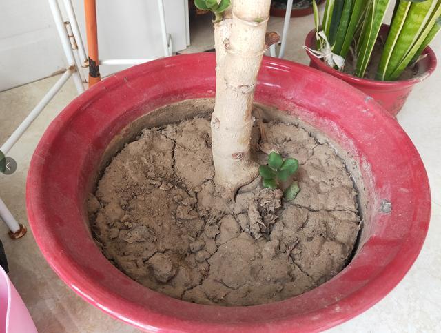 盆土|养花盆土干硬,一种营养水浇进去,10分钟变松散,好用!