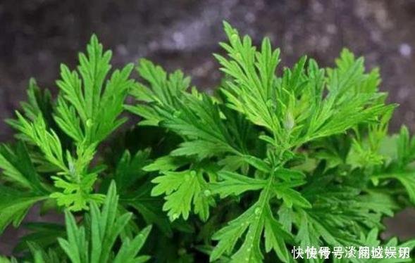 地里没人要的”野草“，腰间盘突出的“神仙草”，一用就见效