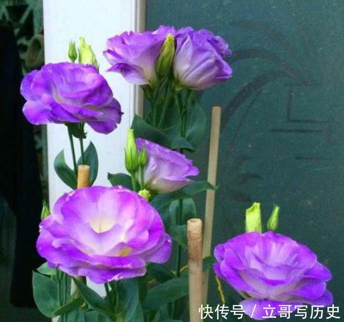 4种花自带财运,家里养一盆,开花爆盆很漂亮,越养越喜欢
