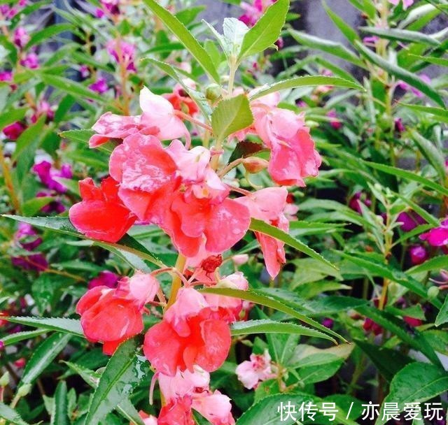 开花|漂亮的凤仙花有些毒性,冬季室内养殖做好五点,开花鲜艳还安心