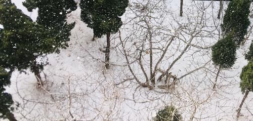 中年|正月初六,威海的雪:粉妆玉砌,银装素裹