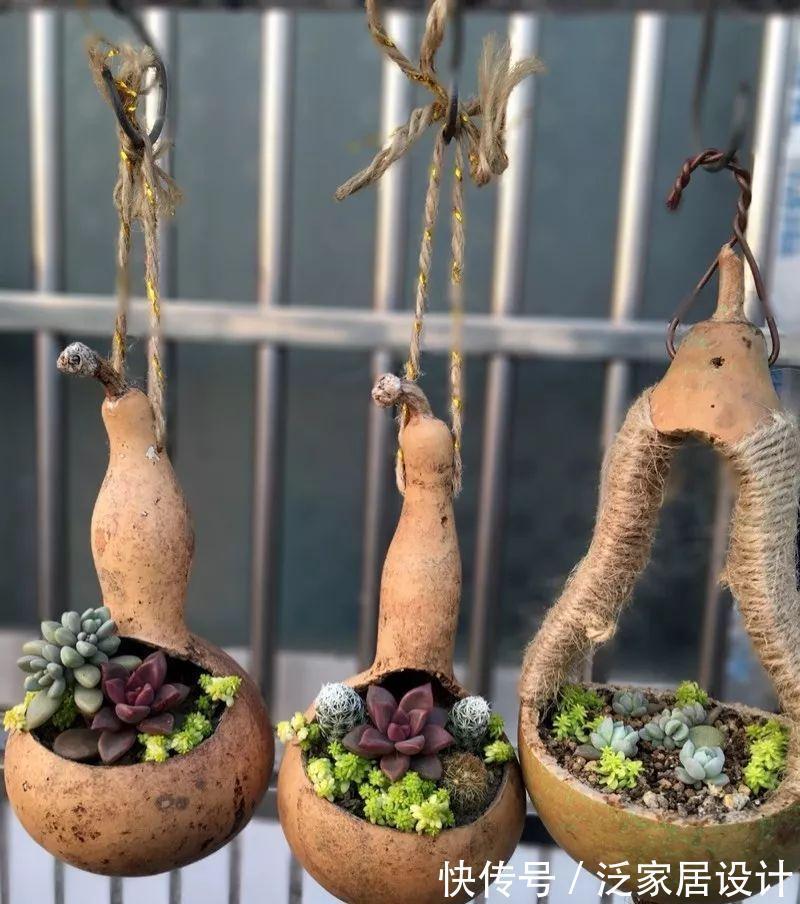 叶插|用葫芦种多肉，一养就是三年，邻居给钱都不卖