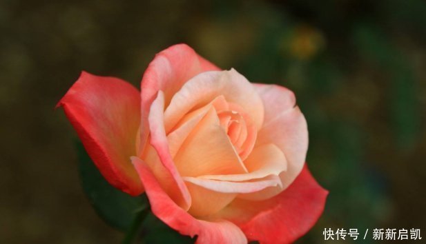 此花香味超过茉莉,漂亮不输牡丹,花期绵长,代表纯洁的爱