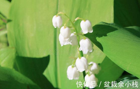 看上去很高大上，实际很鸡肋的花草，养过一次就被拉进“黑名单”