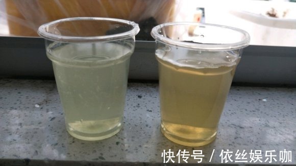 白醋|盆里埋2粒黄豆,叶子绿得能滴油,半年不用施肥!