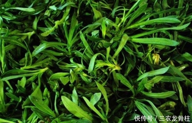 麦地|农村麦地里的''甜甜菜'',城里人当杂草,殊不知功效丰富价值珍贵