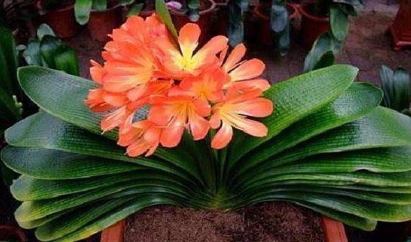 叶子|养殖君子兰该如何补充养分3种东西,让它嗖嗖地开花、疯长