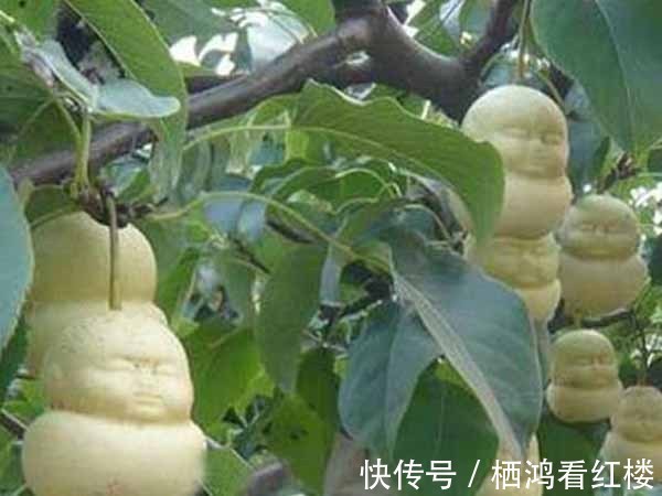 镇元大仙$唐僧师徒明明四人,为何镇元大仙却只给两枚人参果?