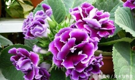 这花超耐阴,比牡丹月季还好看,一片叶子插八盆,开起花来从不停!