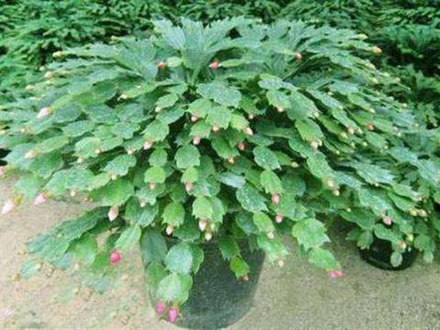 休眠|蟹爪兰掉成“无爪虾”,就是夏天做错“一件事”,还不赶紧改正