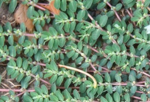 皮肤瘙痒|农村的一种“止痒神草”，专治蚊蝇叮咬，今天涂，明天好