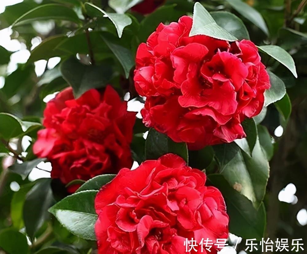 月季花丢了吧！此花耐旱耐寒，比牡丹还美，比绿萝好养，花香四溢