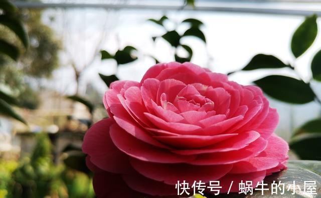 花期|盆栽茶花老是养不好,选择品种有技巧,试试以下经典的茶花品种