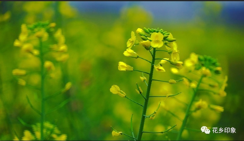 原来你是这样的花！美了春天，肥了田野