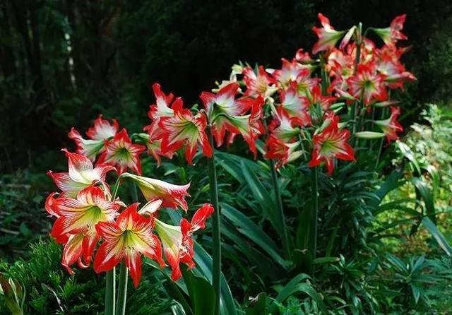 朱顶红这样养,不死才怪!教你一招让你的朱顶红花大色艳年年开花