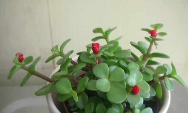 逛花市时,这4种“花”尽量不要买,因为在家里根本养不活