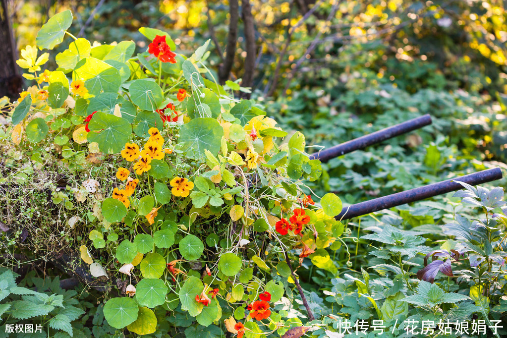缠绕攀援的旱金莲四季开花,叶像碗莲,花如群蝶飞舞,满屋飘香