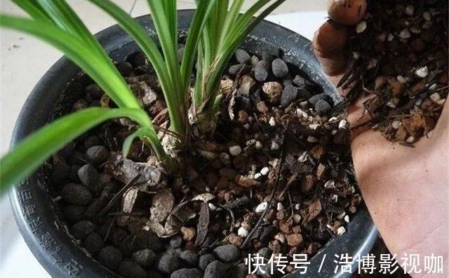 秋凉后,养3种花,最好换盆、换土,到时候不开花、黄叶