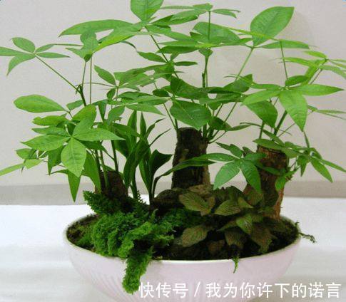 浇水|勤快的人,这5种花还是不要养了!它们只适合懒人养,一养就活!