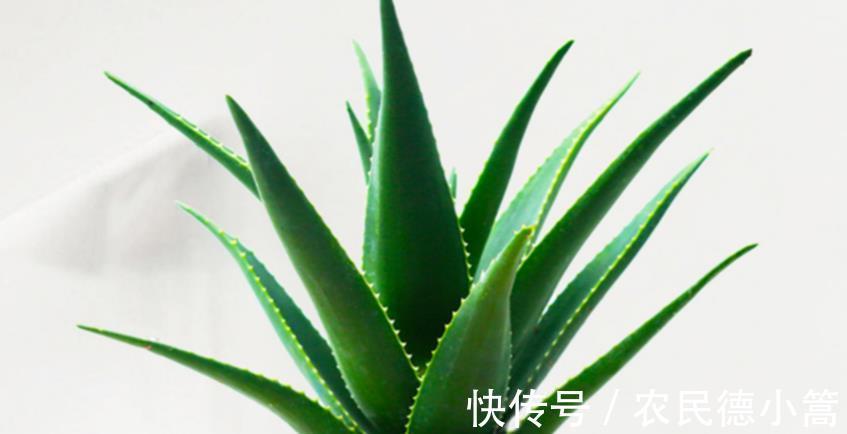 绿萝|卧室不养别的花，就养四种花真不错，助眠净化又养人