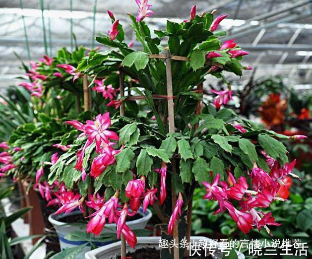 浇花|蟹爪兰不开花2种溶液浇下去,2周冒花芽,1个月开花60朵