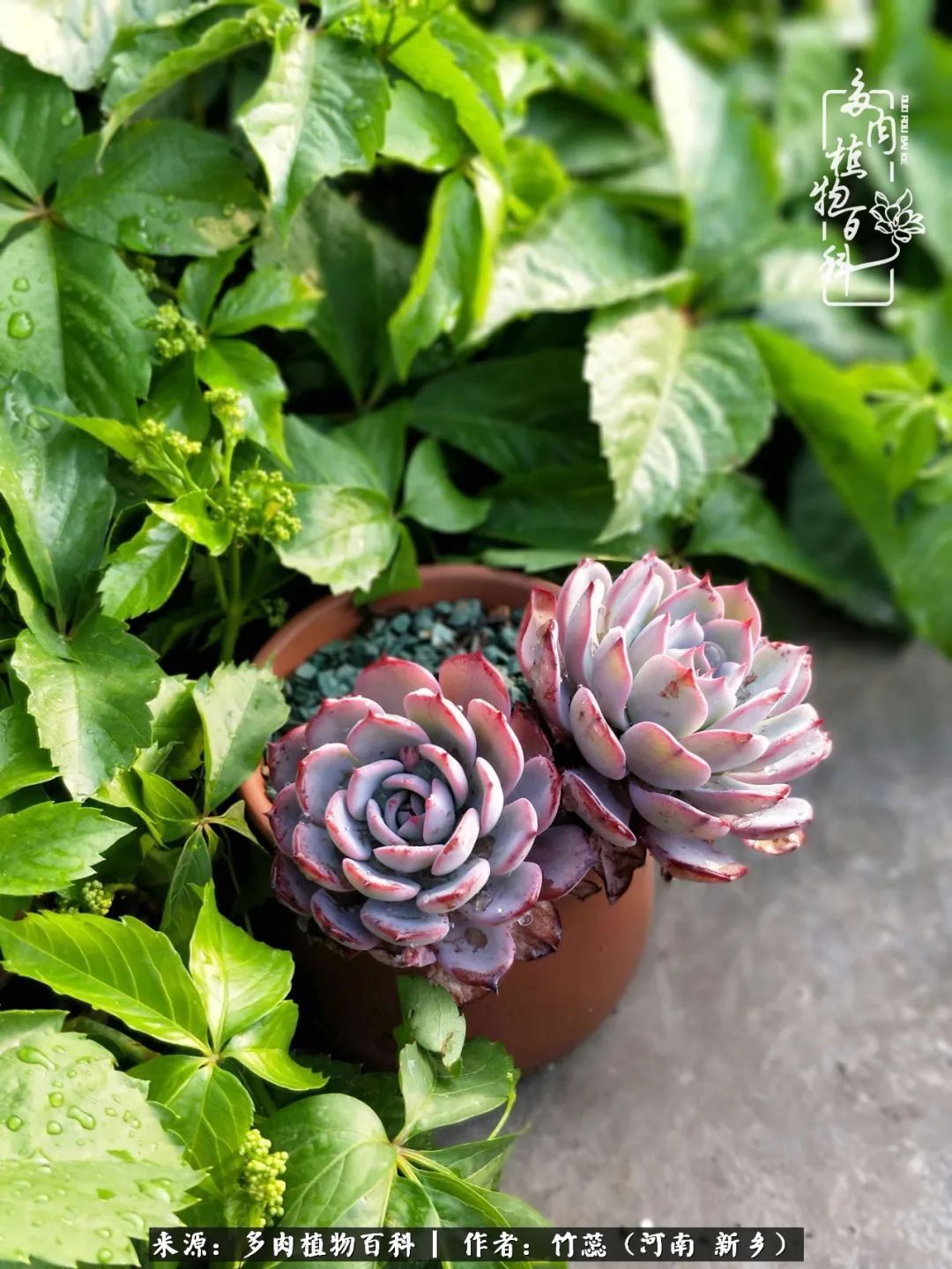 养多肉三周年有感养这么多多肉到底有啥用！