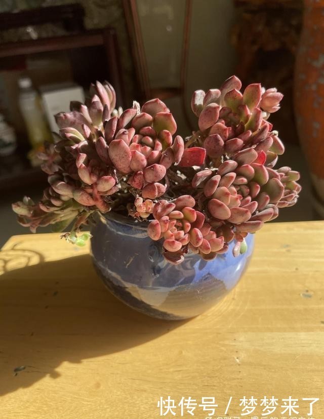 幸福|小小的幸福,多肉露养到秋天的收获