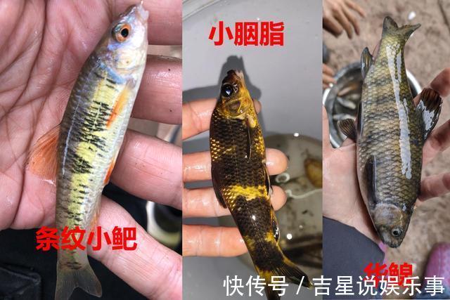 九成钓友都会把这几种鱼认错,和牢底坐穿鱼搞混就麻烦了