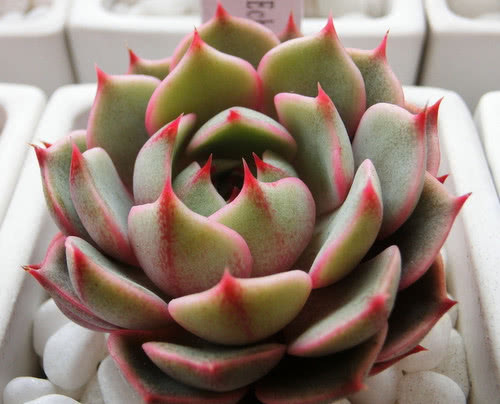 多肉苯巴蒂斯怎么养教你3个小妙招，养出清新多彩的苯巴蒂斯