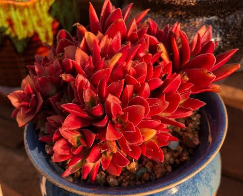 多肉赤鬼城怎么养教你3个小妙招,养出火红艳丽的赤鬼城