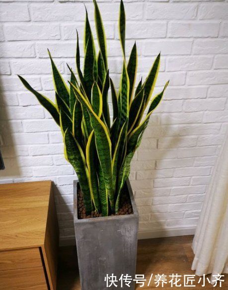 烂根|养花高手都嫌虎皮兰好养费盆,新手却养不好,因为2点操作不一样