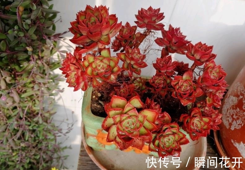 小老桩|想要多肉蒂亚红彤彤?3个要点要谨记,轻松爆盆养成小老桩