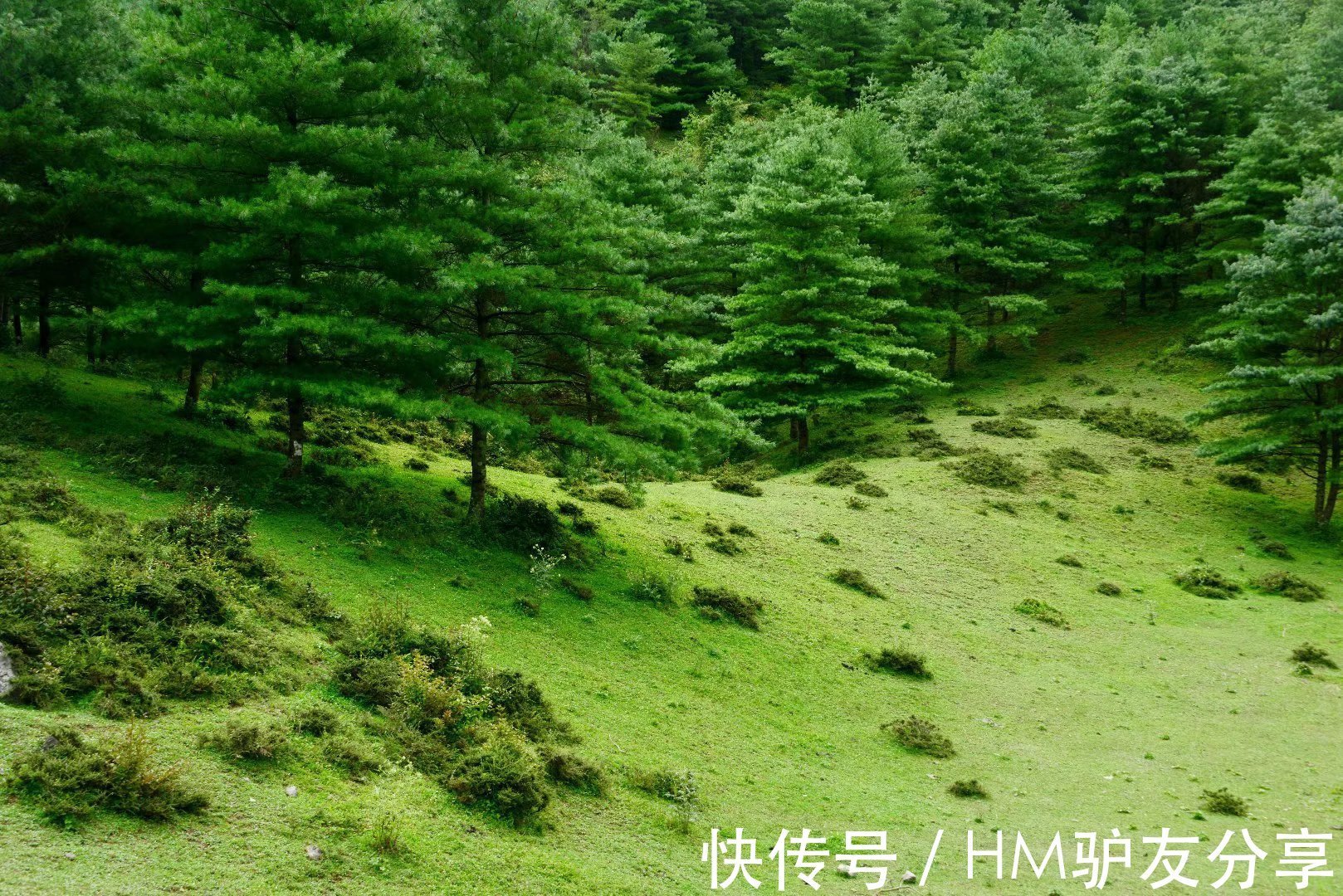 长假|小长假，朝天这个地方一定要去，植被茂盛，绿树成荫