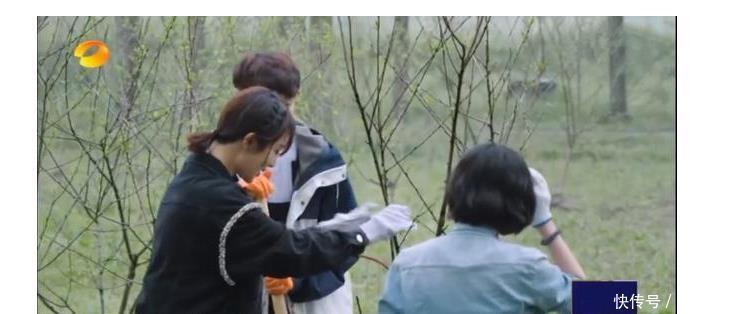 迪丽热巴|迪丽热巴吴磊姐弟爆火后,张艺兴杨紫强行姐弟营业,引网友热议