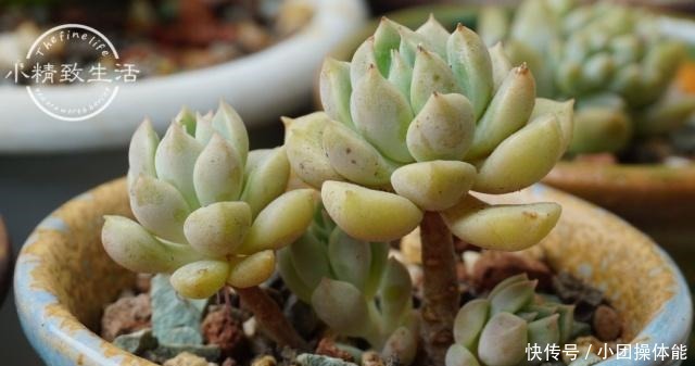 多肉度夏难,常见8种死法,后4种纯属人为,来看看有没有你!