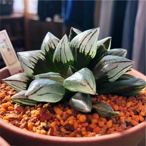 关于多肉休眠你了解多少？不同的多肉，却都有休眠期