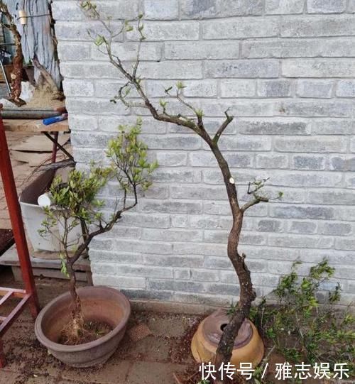 路边随手捡下“1野树”，虽不如老桩美观，但经修剪，也颇为高雅