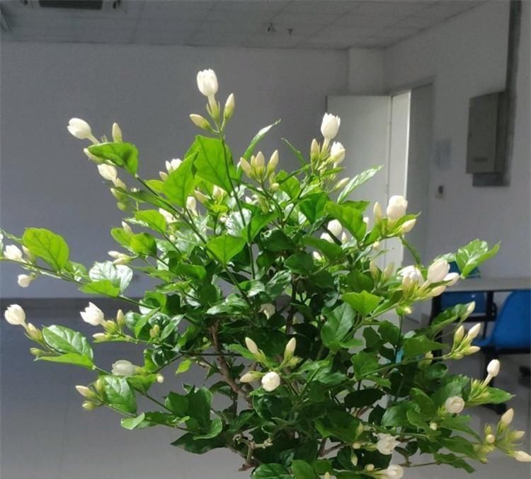 茉莉|6月养茉莉,做好这3点,让茉莉生长有动力,爆花不断