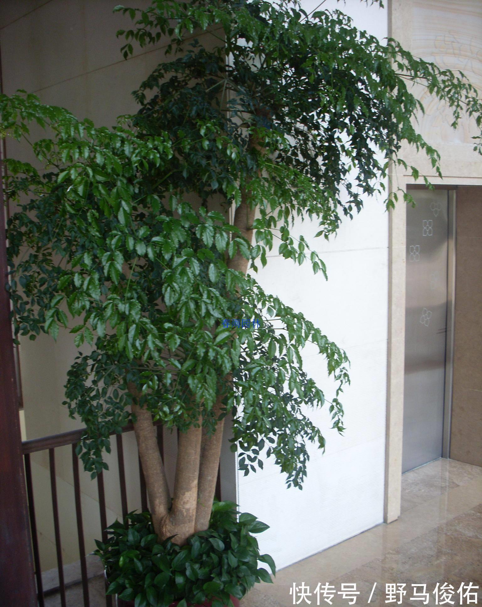 客厅养花,就养“大树”,2年长成“绿巨人”,优雅漂亮,品位佳