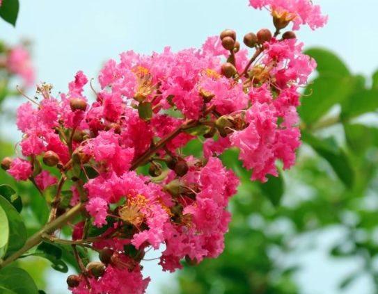 克瑞墨大牡丹|农历十一月大雪过后,养什么花?家里养3种花,吉祥如意健康幸福