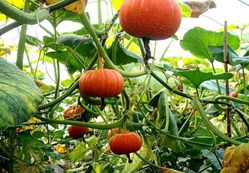 分解酶|吃南瓜好处多多,但是南瓜不能和两种食物同食,告诉身边的人