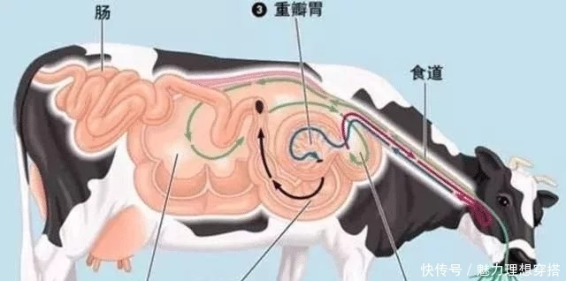 肉食狗养殖_肉食动物_肉食女喜欢草食男还是肉食男