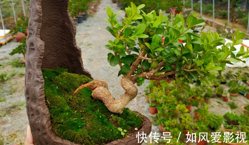 花友们|制成盆景的瓜子黄杨,搁家里能显主人品味、身份,该怎么养护?