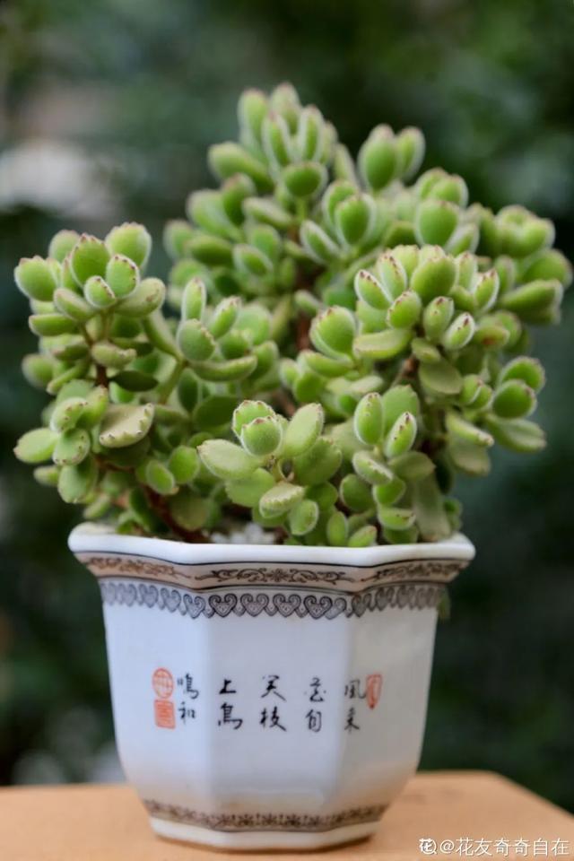 家里养盆虎皮兰，小花盆、挤着养，疯狂开花爆小崽！