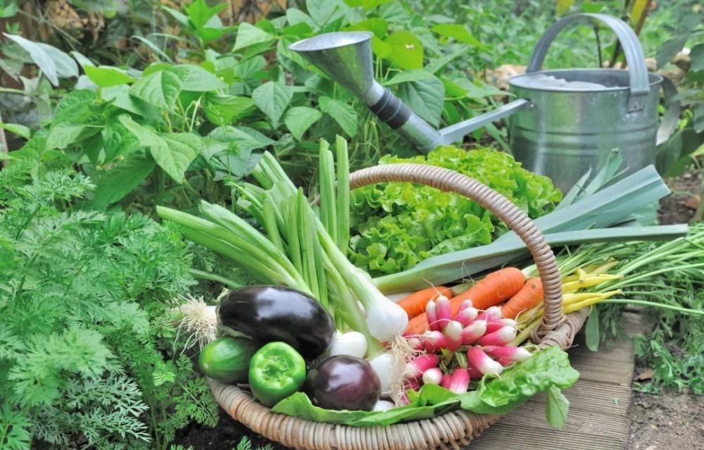 花园|在家种个菜都这么美,还要什么花园?